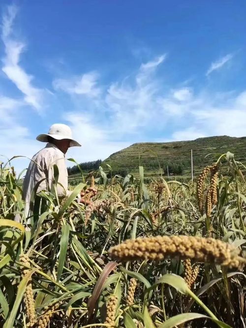 北京慧農(nóng)智谷農(nóng)業(yè)科技榮獲 全國十佳生態(tài)農(nóng)業(yè)品牌 榮譽