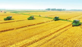 河南農(nóng)業(yè)供給側(cè)結(jié)構(gòu)性改革 聚焦提質(zhì)增效的現(xiàn)代農(nóng)業(yè)