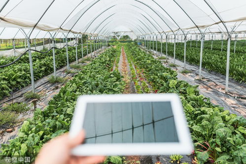 生態(tài)農(nóng)業(yè)是一場新的農(nóng)業(yè)革命,還是刀耕火種的原始農(nóng)業(yè)