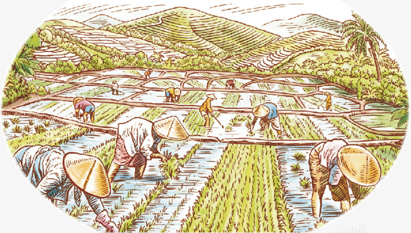 稻田圖片免費(fèi)下載_高清PNG素材_圖精靈