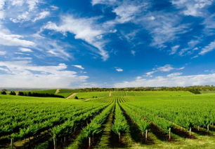 農業該如何做大轉強,成為強勢產業