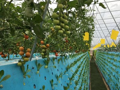 秘訣在哪里?這項技術(shù)讓蓮都的農(nóng)產(chǎn)品高溢價