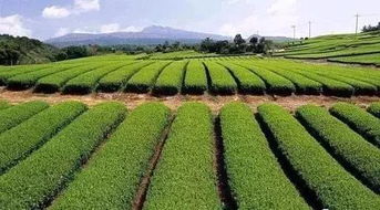 快來瞅瞅 今年國家先給錢后建設的4類農(nóng)業(yè)產(chǎn)業(yè)項目,最多補貼1個億