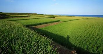 臺灣農(nóng)業(yè)品牌惹人愛的原因是什么