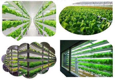 智能化植物工廠