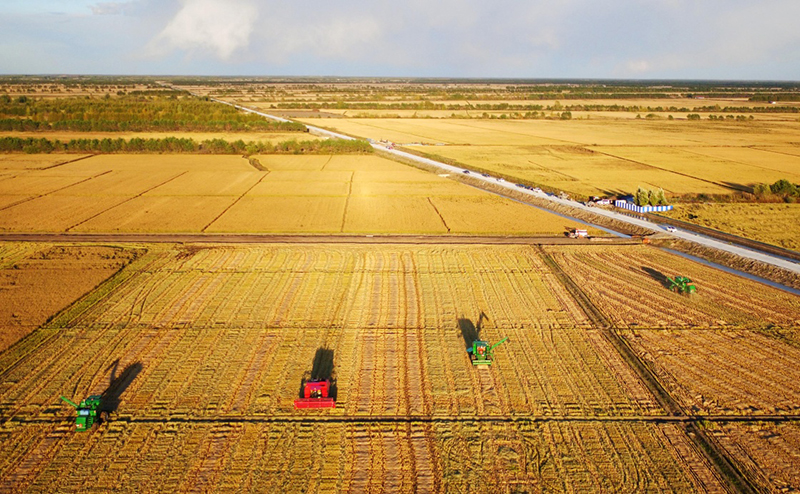 &ldquo;北大倉&rdquo;進(jìn)入金色收獲季_圖片新聞_中國政府網(wǎng)