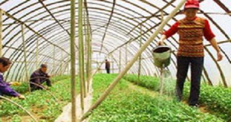 不少人都對有機蔬菜滿懷興趣,卻鮮有人能把有機農(nóng)業(yè)產(chǎn)品做到底的