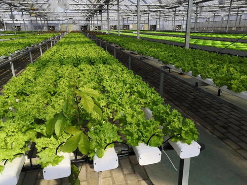 喜訊 吳江現(xiàn)代農(nóng)業(yè)產(chǎn)業(yè)示范園成為首批認(rèn)定的省級(jí)現(xiàn)代農(nóng)業(yè)產(chǎn)業(yè)示范園