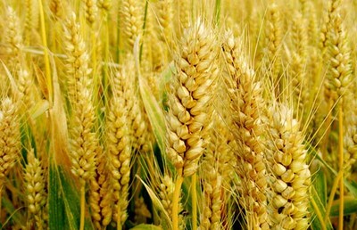 農業的區位因素