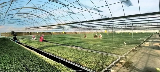 涇陽入選國家現(xiàn)代農業(yè)產業(yè)園 打造西部蔬菜產業(yè)新標桿