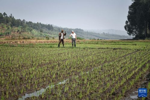 中國人的故事 中國援盧旺達農業(yè)技術示范中心的中國專家