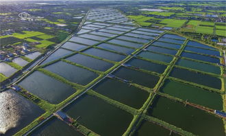 航拍照鳥瞰崇明 發(fā)現(xiàn)上海從未見過的驚艷
