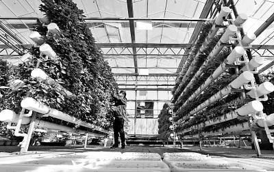 未來農(nóng)業(yè)科技暢想曲:植物工廠、智慧農(nóng)業(yè)、功能食品