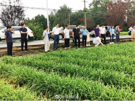 農業農村部農產品質量安全監管司到成都市郫都區調研農藥殘留治理工作