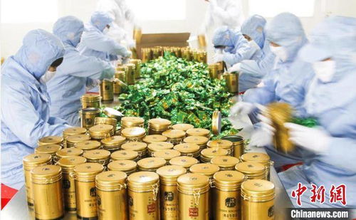 萬畝 豐縣牛蒡 助力鄉村振興 漢皇故里江蘇豐縣再領風騷